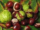 Horse chestnut, Conker tree, Uses of Horse chestnut