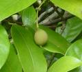 Nutmeg, Myristica fragrans, Uses of Nutmeg, Herb, herbal remedy