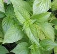 Basil, Ocimum basilicum, Benefits of Basil, Basil herbs, What is Basil, Uses of Basil
