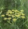 Bitter Fennel, Bitter fennel, benefits of fennel, Uses of Bitter fennel, Medicinal use of the herb Bitte fennel, Wild fennel, Foeniculum vulgare, Fennel herb