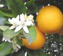 Bitter Orange, Seville orange, Citrus aurantium, benefits of orange