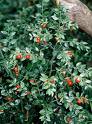 butchers broom, what is butchers broom, Ruscus aculeatus, treatment of syndrome, treatment for stiff neck, treatment for varicose veins, treatment for hemorrhoids, treatment for cramp, treatment for oedema