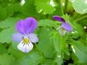 Heartsease, Wild Pansy, Viola Tricolor, Herb, Herbal Remedy