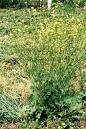 Hedge Mustard, Uses of Hedge Mustard, Herb, Herbal Remedy
