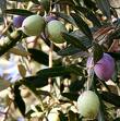 Olive, Olea europaea, Olive oil