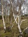Silver birch, Betula Pendula, herb